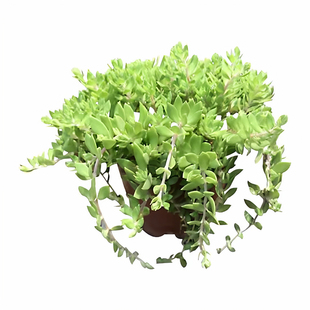 垂盆草可食用狗牙瓣易活易养多肉植物养肝护肝带原土盆栽好养种苗
