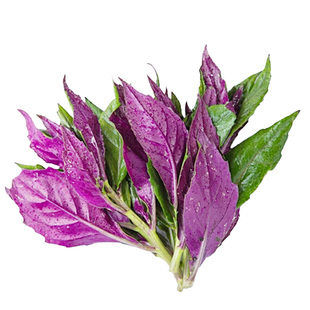 紫背菜苗紫背天葵苗秧补血菜苗观音菜秧苗血皮菜苗春季蔬菜苗盆栽