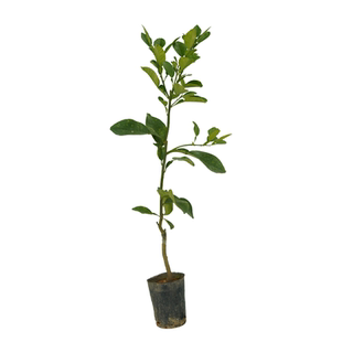 暹罗红柚苗 红香柚树苗 水果柚子嫁接苗带土带叶地栽庭院种植