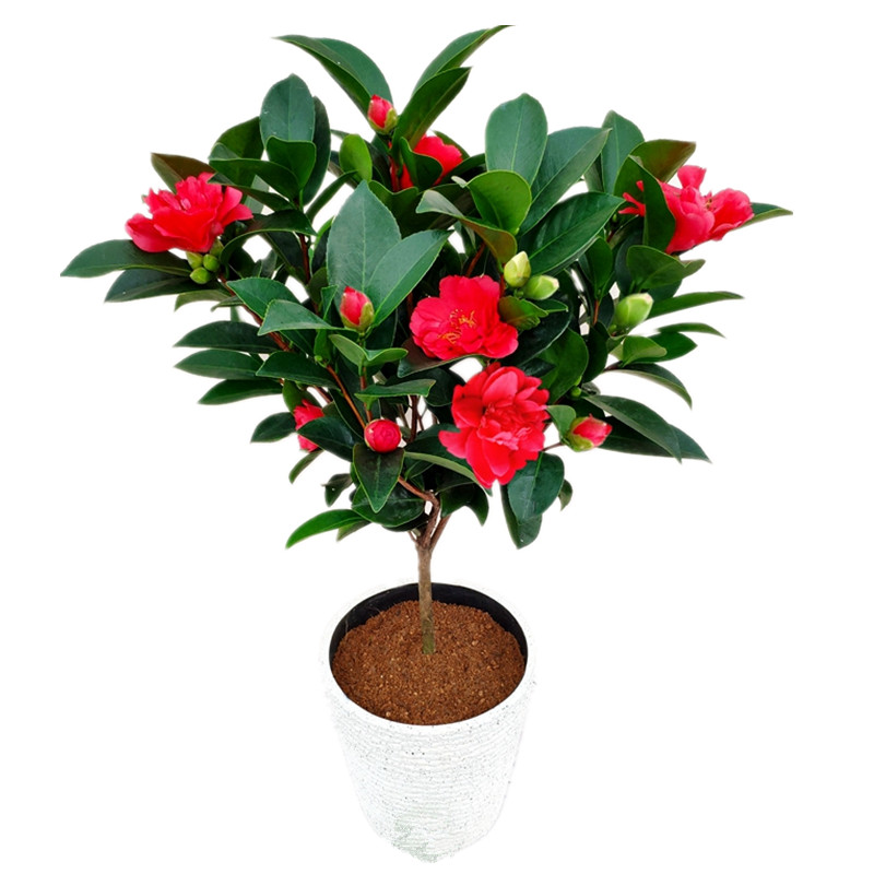 四季茶花树苗杜鹃茶庭院好养