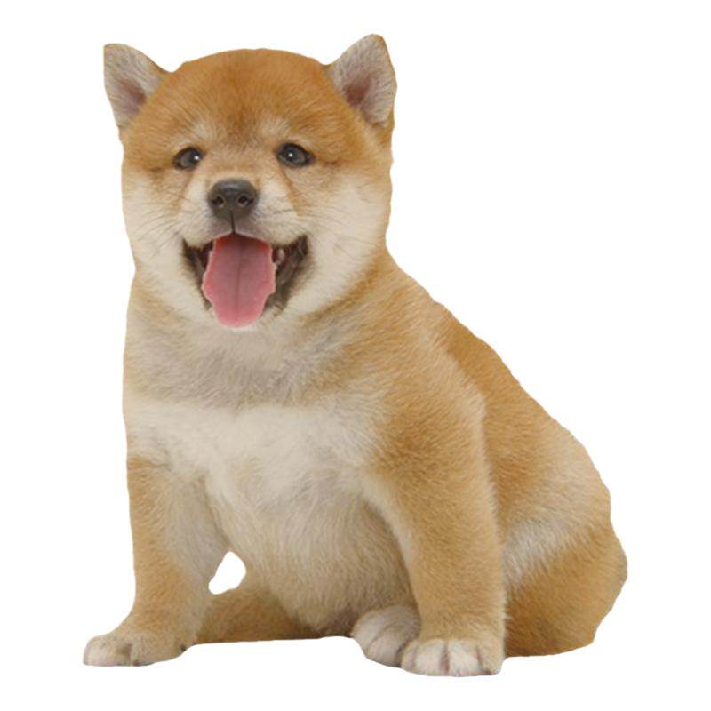 豆柴纯种活体柴犬幼犬