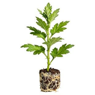 【盘龙嫦娥】大菊花苗独本菊花苗瑞云殿国华大菊系列狮子头菊包邮