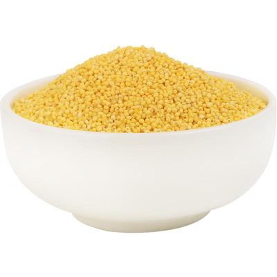 人民食品陕西榆林米脂油小米