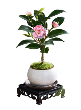 香妃茶花树苗盆栽植物室内阳台山茶花苗好养易活花卉盆栽绿植盆景