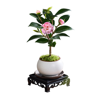 香妃茶花树苗盆栽植物室内阳台山茶花苗好养易活花卉盆栽绿植盆景