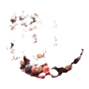 正宗胡椒树苗 白胡椒树苗 黑胡椒苗山胡椒南北方种植当年结果