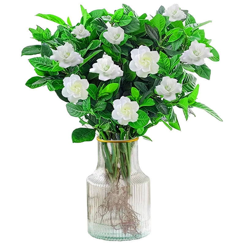 栀子花水培植物盆栽带花苞办公室内桌面养懒人鲜花束绿植水养花卉