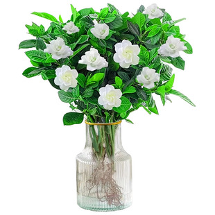 栀子花水培植物盆栽带花苞办公室内桌面养懒人鲜花束绿植水养花卉