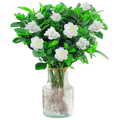 【全网热销10w+】栀子花水培植物