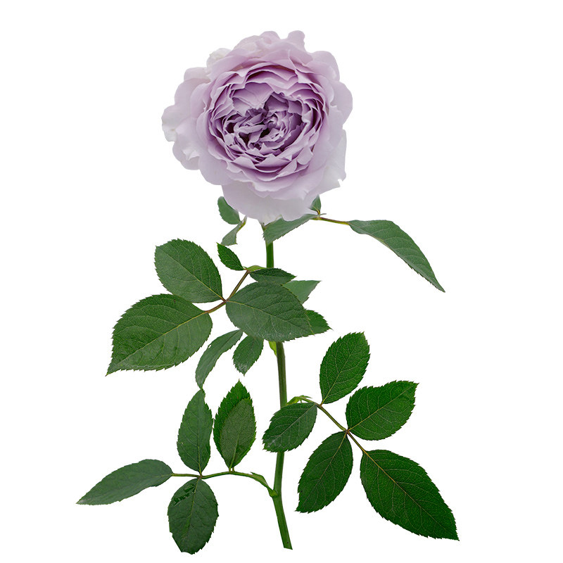 【澄空】天狼月季庭院灌木自育浓香观赏性盆栽花卉苗新手