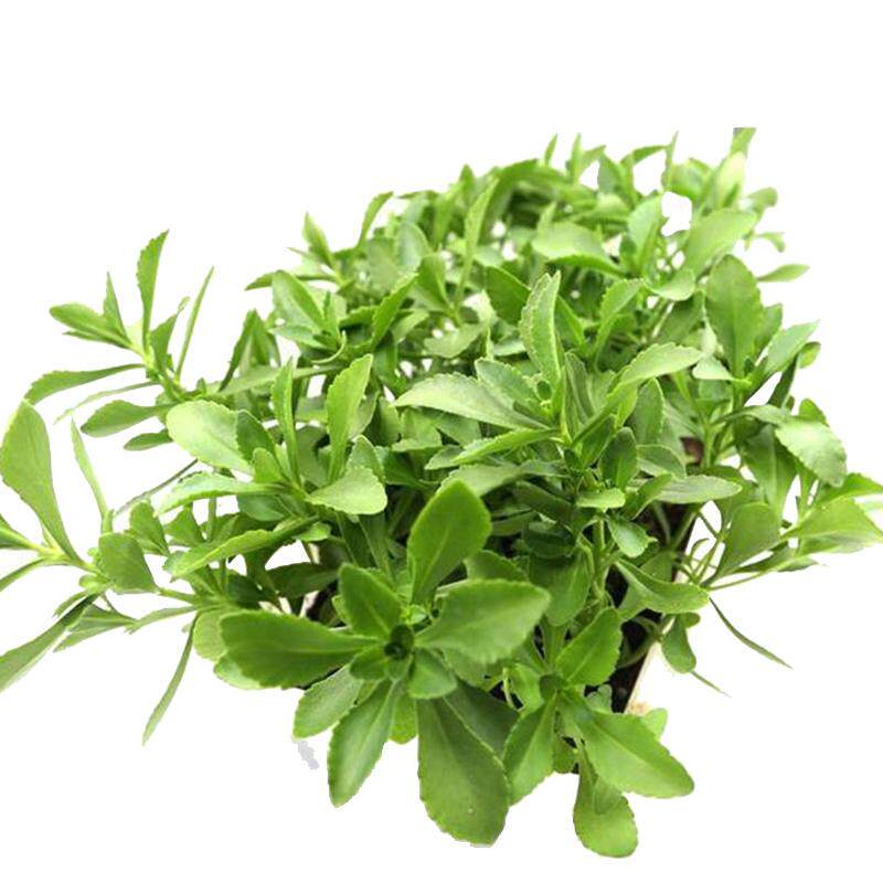 救心菜养心菜高钙菜蚊子草养心草止痒草云南白药土三七草
