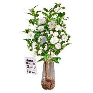 白山茶花树苗水培植物盆栽好养活室内客厅阳台办公室绿植四季开花