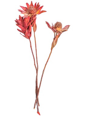 凤凰花进口天然干花树枝插花花材