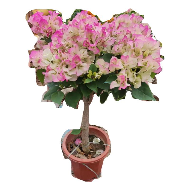 三角梅阳台勤花四季开花绿樱红樱