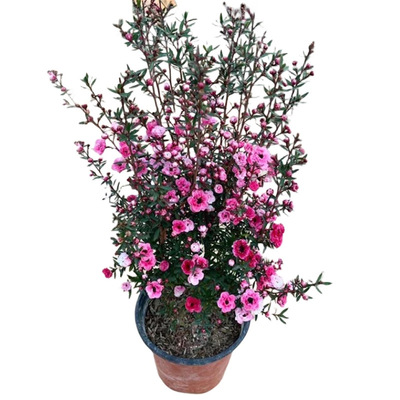 冬天开花澳洲松红梅雪耐寒