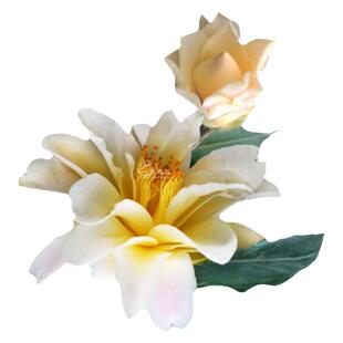 黄莲花黄依浪漫佳人茶花稀有黄依品种树苗花卉盆栽室内外花园绿植