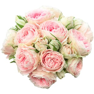 绒球门廊阳台露台浓香玫瑰花苗盆栽观花绿植大花月季四季花卉植物