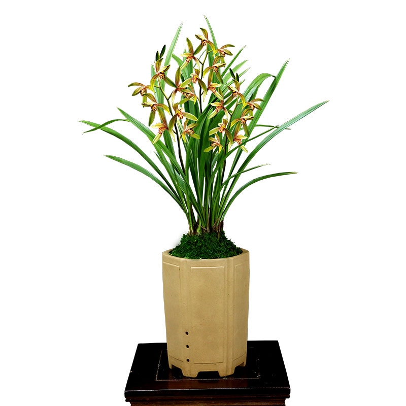 翁源兰花四季建兰小桃红开花机器