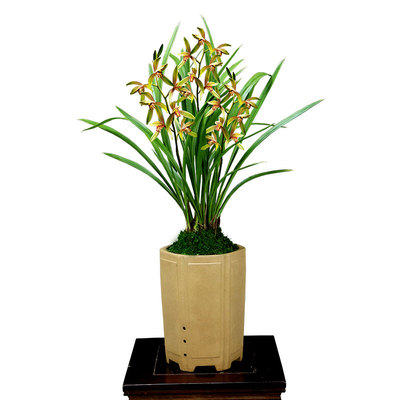 翁源兰花四季建兰小桃红开花机器