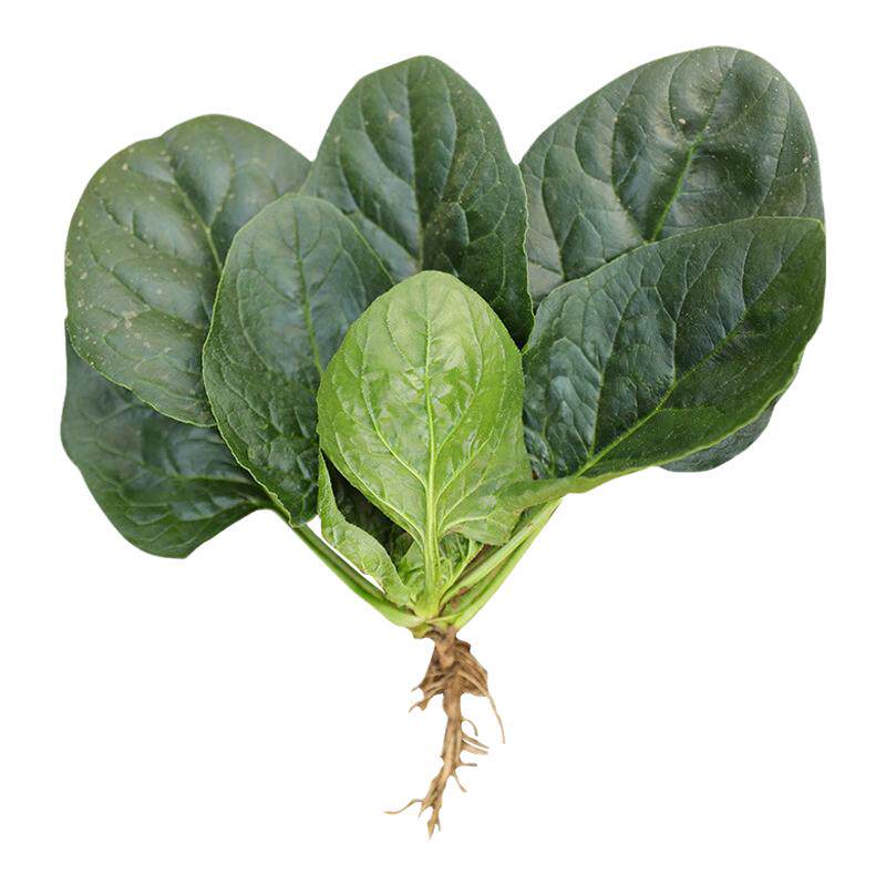 趴地菠菜种子秋冬季籽种蔬菜波莱波菜种籽菜种四季播种老品种大全