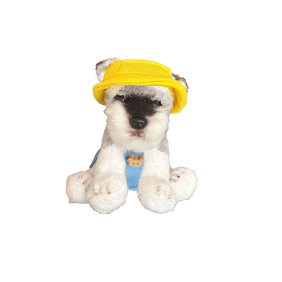 雪纳瑞可爱狗狗屏幕摆件生日礼物