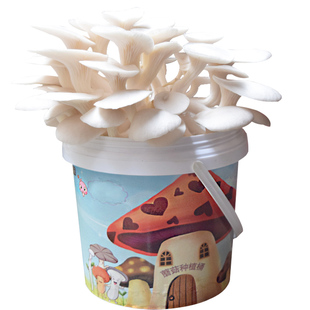 白平菇蘑菇菌包食用菌菌包 蘑菇种植包室内种菜多肉植物包邮