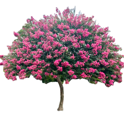 【带花发货】紫薇花树苗大苗