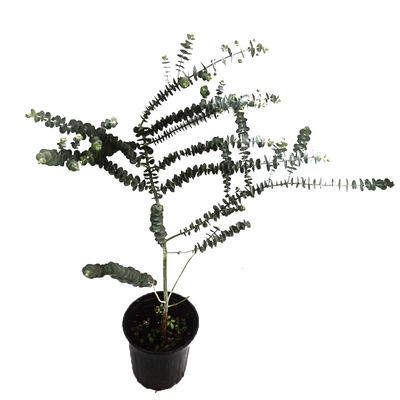 蓝宝贝尤加利卧室芳香切花叶盆栽