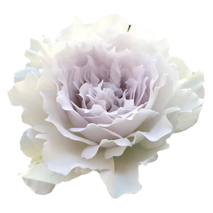 加百列大天使月季花苗灌木大花浓香阳台庭院盆栽多头四季玫瑰花