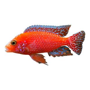 龙血火焰红三湖慈鲷鱼马鲷观赏鱼热带鱼淡水非洲王子慈鲷活体包邮