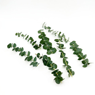 新鲜尤加利叶12支 桉树叶 酒店西餐摆盘蛋糕烘焙冷艺装饰点缀花草