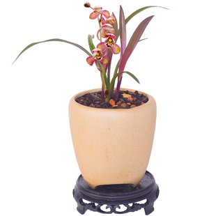 小苗【红草红荷】兰花苗名贵盆栽花卉植物室内国兰浓香型兰草趣味