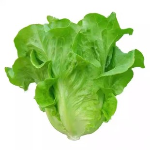 意大利生菜种子籽抗热耐抽苔全年生菜四季种植家庭阳台菜园易种植