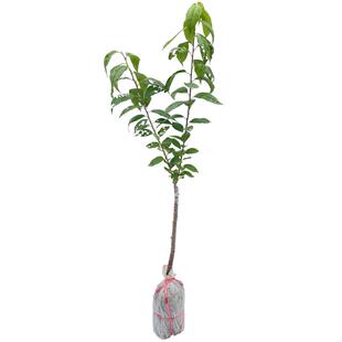 三华李子树苗正宗嫁接钱排银妃红肉早熟三月李苗带土南方种植庭院