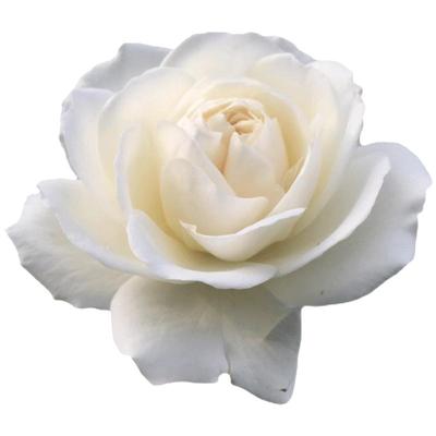 藤冰山白色月季花苗大型藤本攀援花卉庭院阳台爬藤蔷薇花园玫瑰花