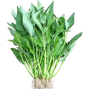 三叉空心菜种籽春夏秋季蕹菜四季阳台盆栽青菜竹叶柳叶通菜种子孑