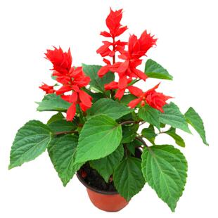 盆栽花卉一串红花苗室外庭院花卉绿化工程地栽苗带花发货好养