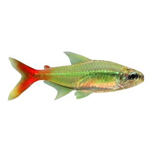 红尾科佩依鱼南美中高端灯科鱼活体热带淡水鱼草缸群游霓虹灯鱼苗