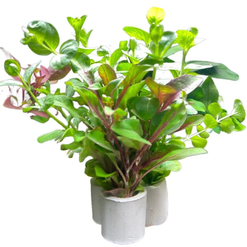 定植小水草懒人金鱼草入门绿菊