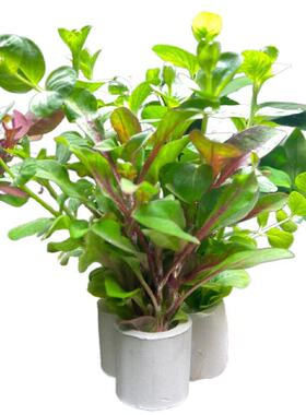 定植小水草懒人金鱼草入门绿菊