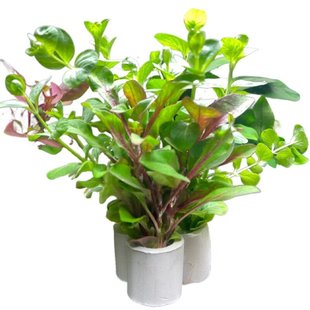 定植小水草懒人金鱼草热带鱼缸造景装饰花草新手入门水景套餐绿菊