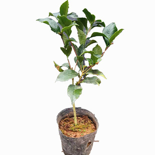 福建山茶精品黑魔法盆栽茶花苗庭院阳台绿植净化空气热销包邮大花