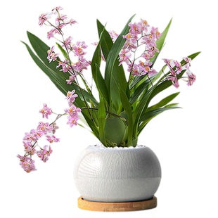 文心兰盆栽带花苞花苗梦香兰室内开花卉植物客厅阳台绿植秋冬兰花