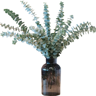 尤加利叶新鲜鲜花云南直发直批家用批 发配叶斗南花市基地花卉市