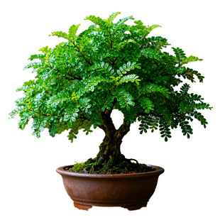 【一盆就够了】清香木盆栽胡椒木西餐饮品烘培甜品装饰点缀绿植叶