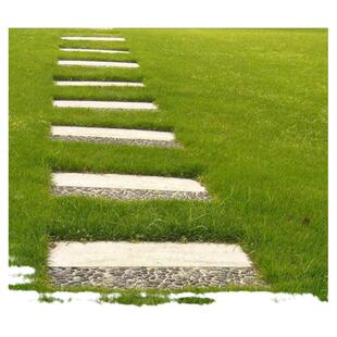 优质草坪种高羊茅种子四季青草籽蓝标高羊茅白标高羊茅护坡高羊茅