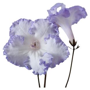 苦苣苔进口堇兰：DS-2004小男孩（偶尔会开成纯白色，慎拍）