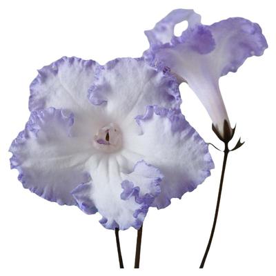 苦苣苔进口堇兰：DS-2004小男孩（偶尔会开成纯白色，慎拍）