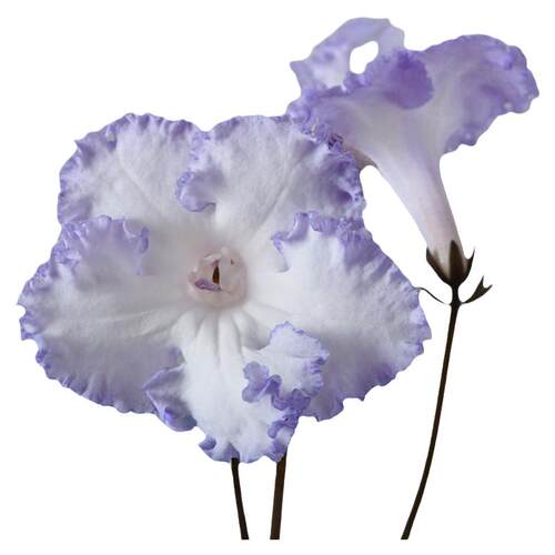 苦苣苔进口堇兰：DS-2004小男孩（偶尔会开成纯白色，慎拍）