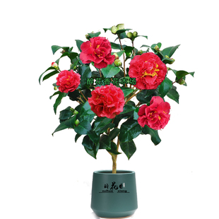 茶花盆栽 克瑞墨大牡丹 浓香型花卉客厅庭院阳台室内室外植物大型